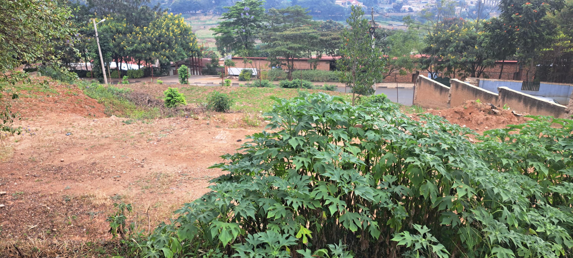 Business plot for sale at umushumba mwiza Remera