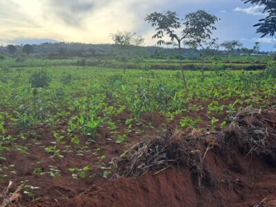 4 HA land in bugesera arrete