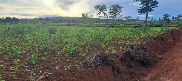 4 HA land in bugesera arrete
