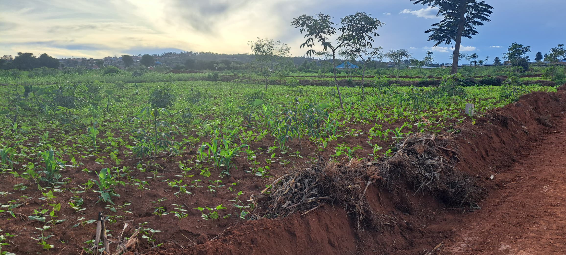 4 HA land in bugesera arrete