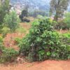 Prime Plot of Land for Sale - Image 2
