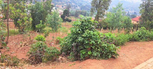 Prime Plot of Land for Sale - Image 2